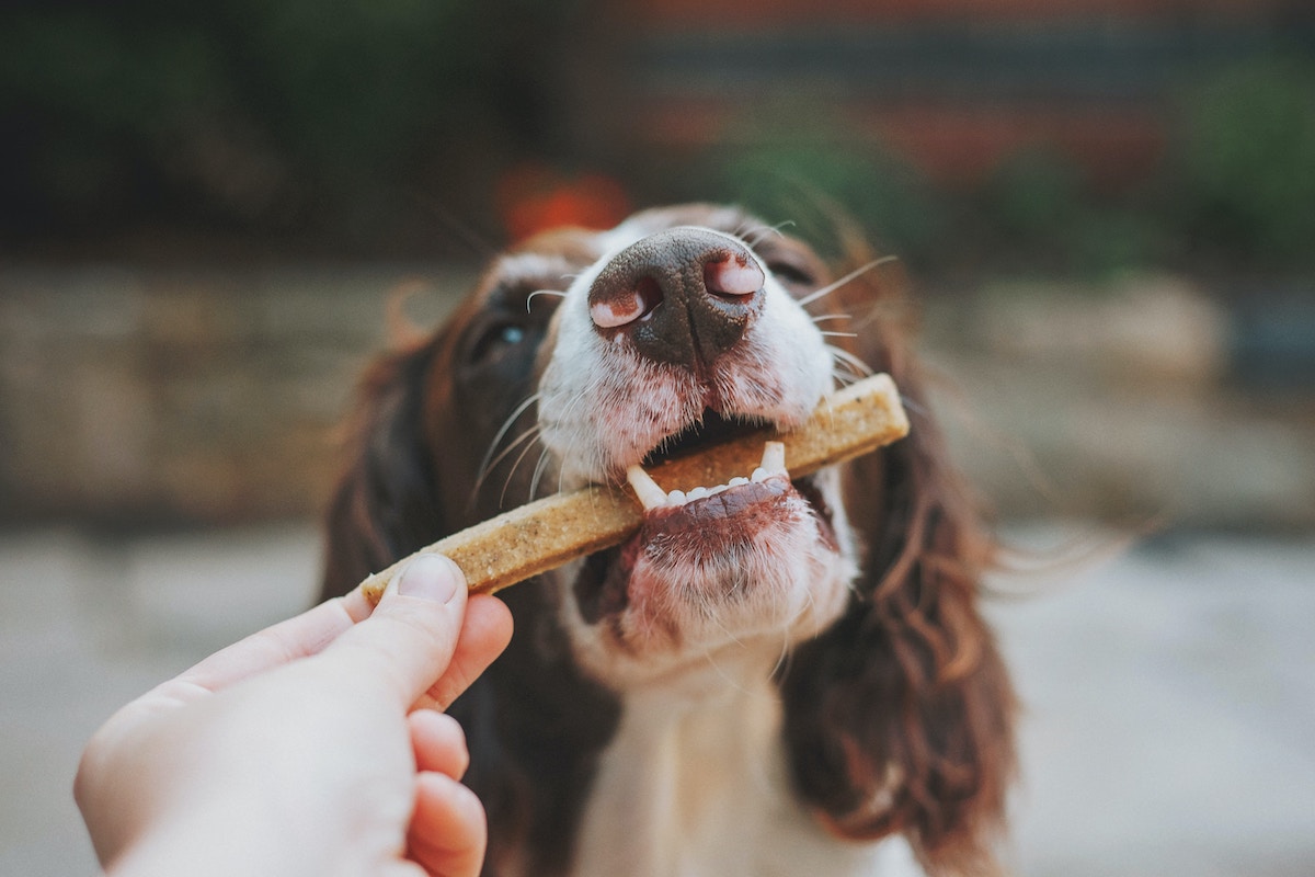 Delightful Rewards: Unveiling the World of Dog Treats