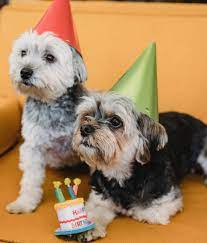 Celebrating Furry Milestones: The Joy of a Dog Birthday Cake