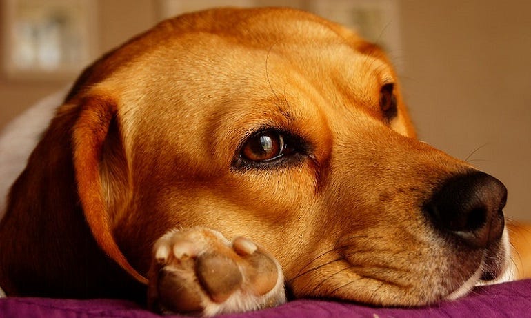 Guardians of Canine Comfort: Navigating the World of Flea Treatment for Dogs